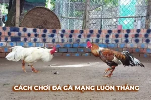 Bí Quyết Chơi Đá Gà Sabong 988Bet Từ Cao Thủ Để Thắng Chắc